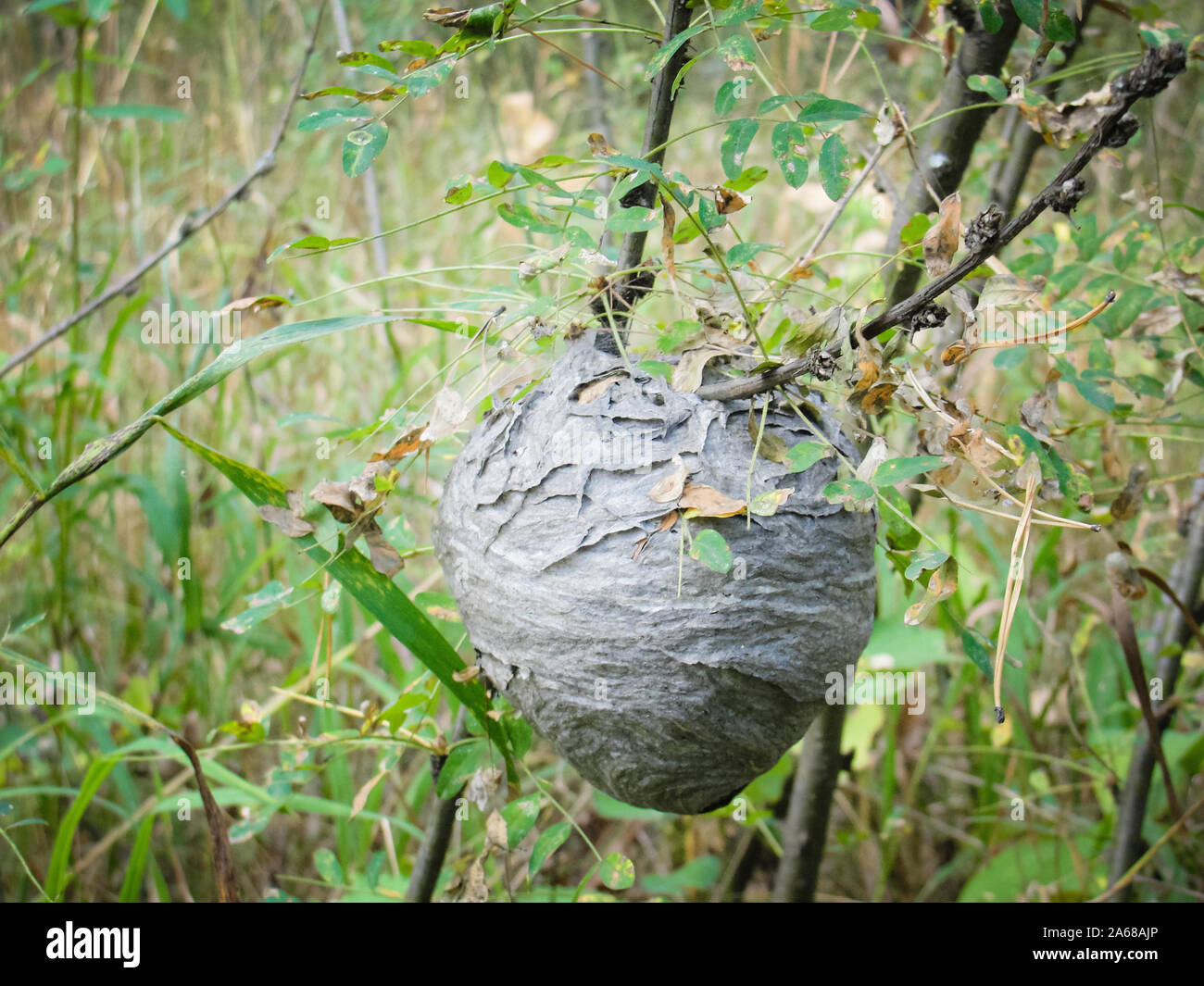 Vespiary or wasps nest at forest in summer Stock Photo