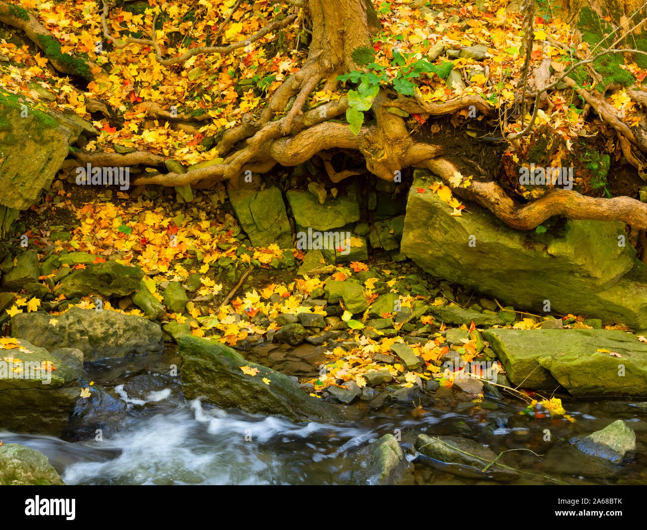 Fallen leaves and tree roots, Tiffany Creek, Ancaster, Ontario Stock Photo