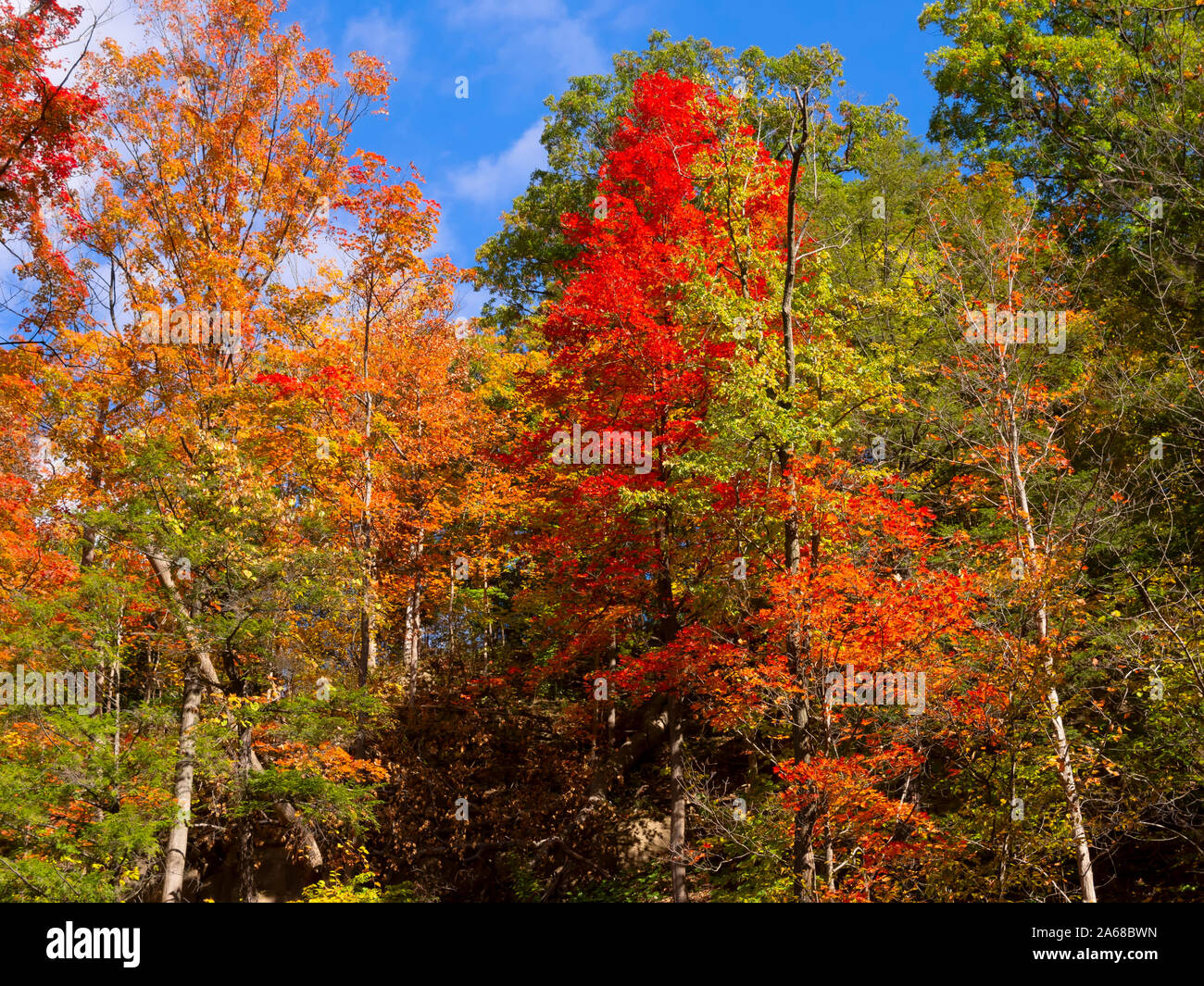 Autumn colours at Tiffany Creek Conservation Area, Ancaster, Ontario Stock Photo
