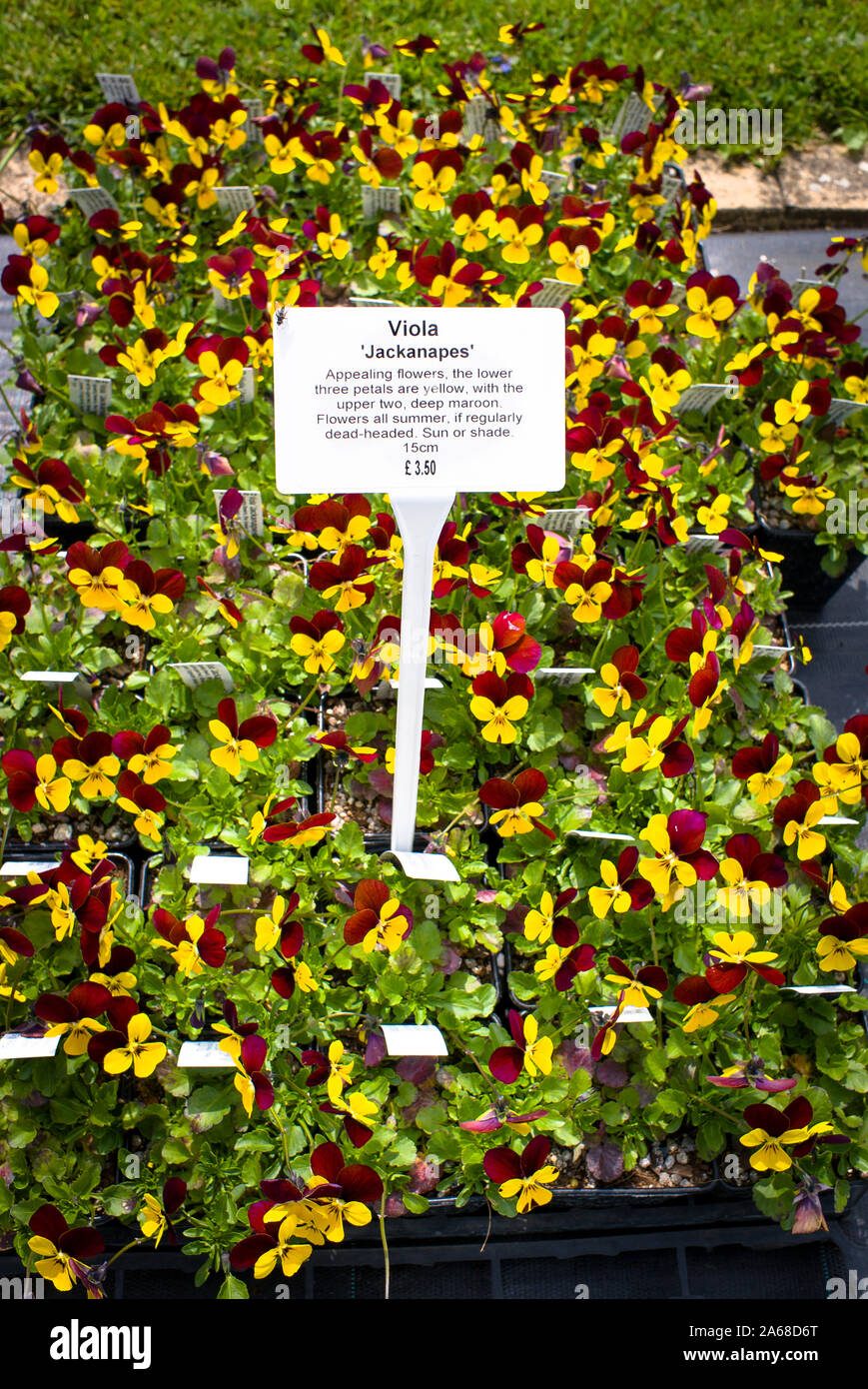 Display of Viola Jackanapes for sale in an English plant nursery in May. Note the helpful cultural notes displayed above the plants Stock Photo
