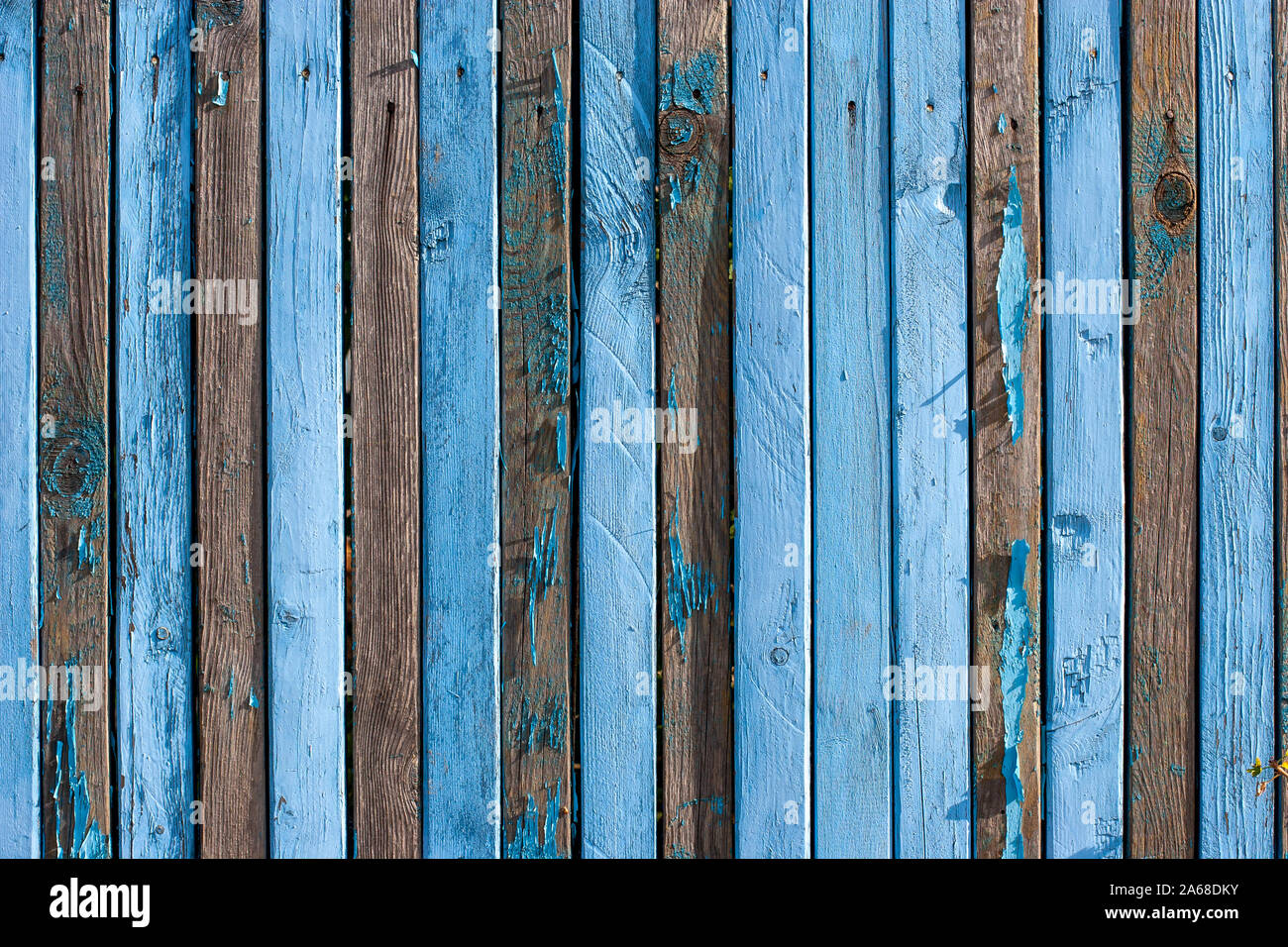 A fence of narrow old blue planks with a row of nails. On many boards there is no paint, a lot of knots, arranged vertically. Stock Photo