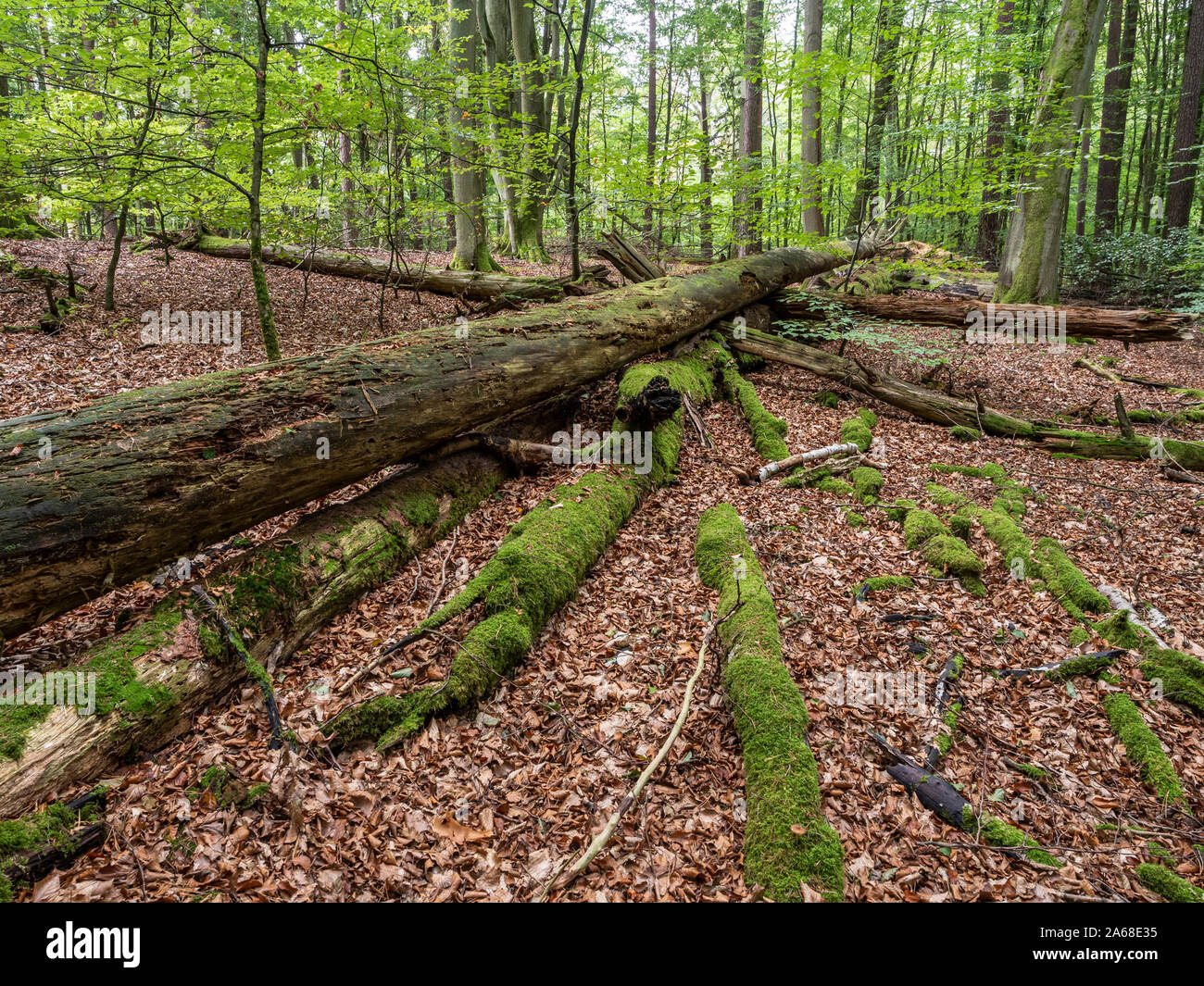 European beech tree (Fagus ). in woodland, Serrahn, Muritz-National Park, World Natural Heritage site, Germany, Stock Photo