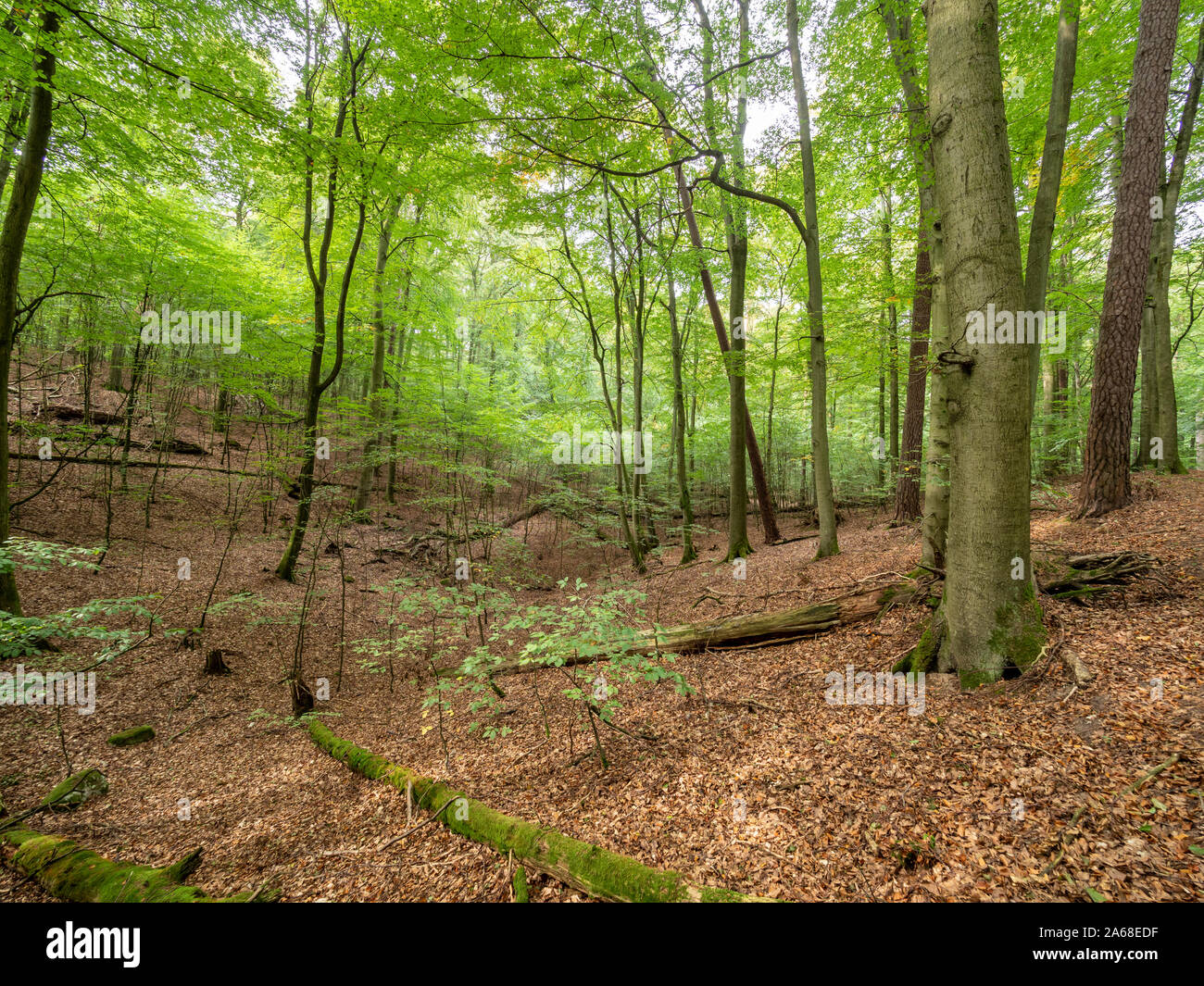 European beech tree (Fagus ). in woodland, Serrahn, Muritz-National Park, World Natural Heritage site, Germany, Stock Photo