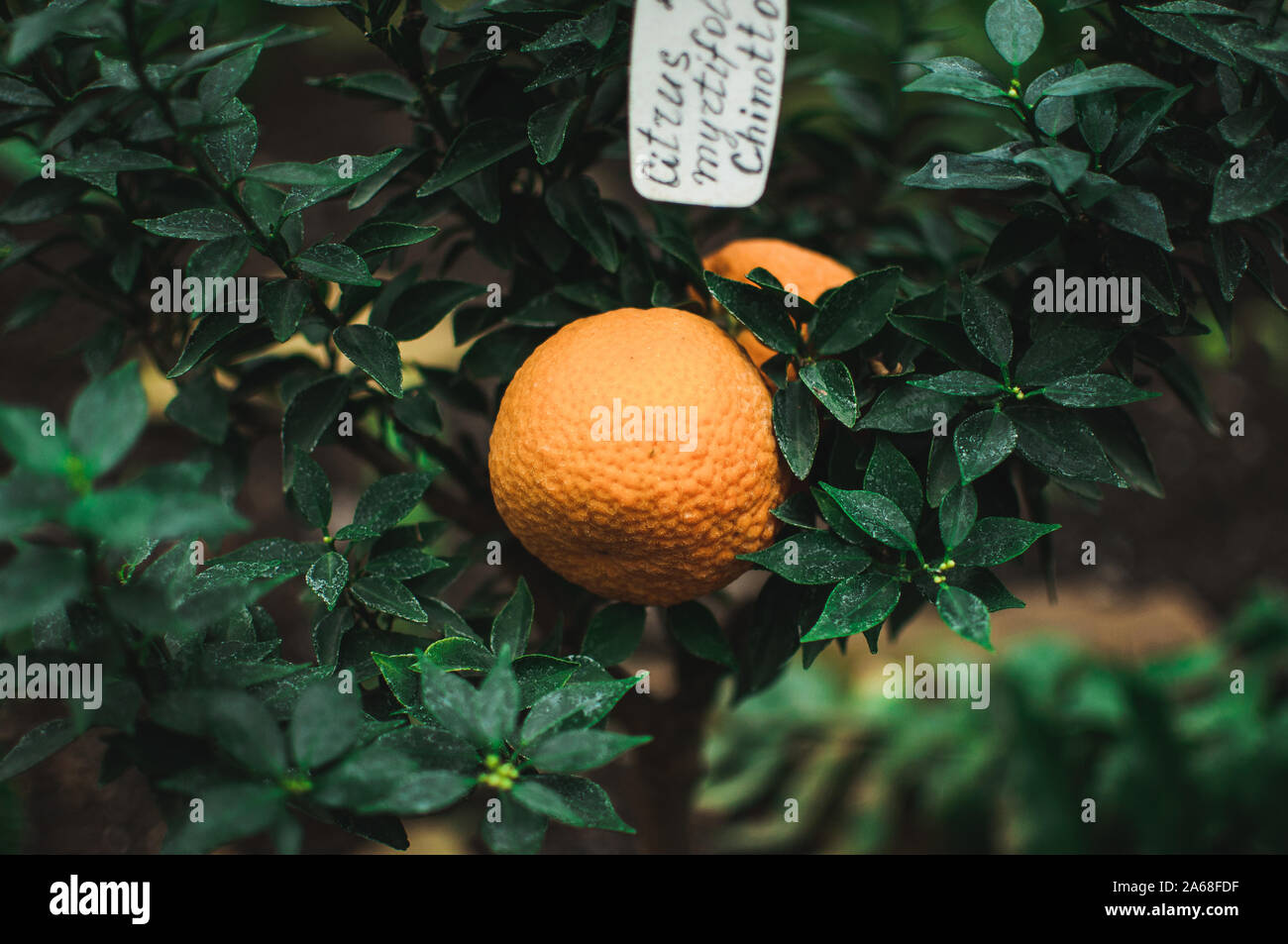 Citrus plantation spain hires stock photography and images Alamy