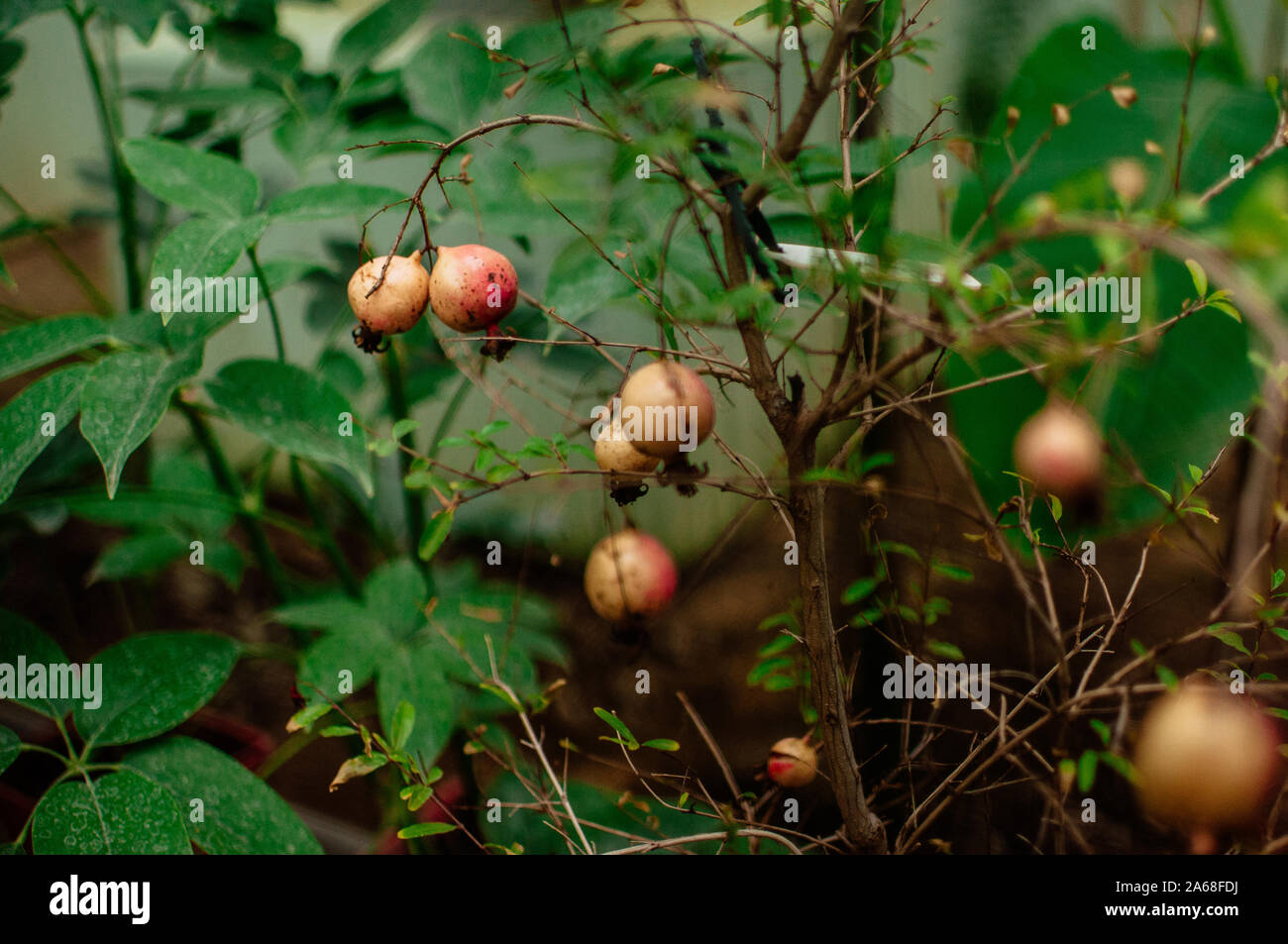 Ripe pomegranate fruits hanging on tree branches in an indoor garden. Harvest concept. soft selective focus, place for text Stock Photo