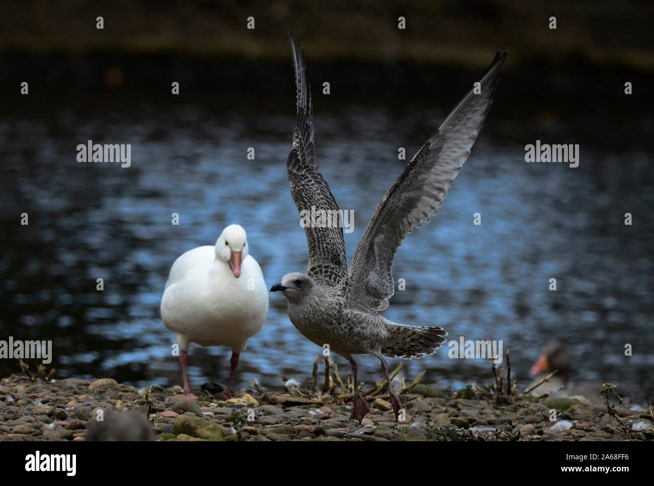 Snow goose Stock Photo