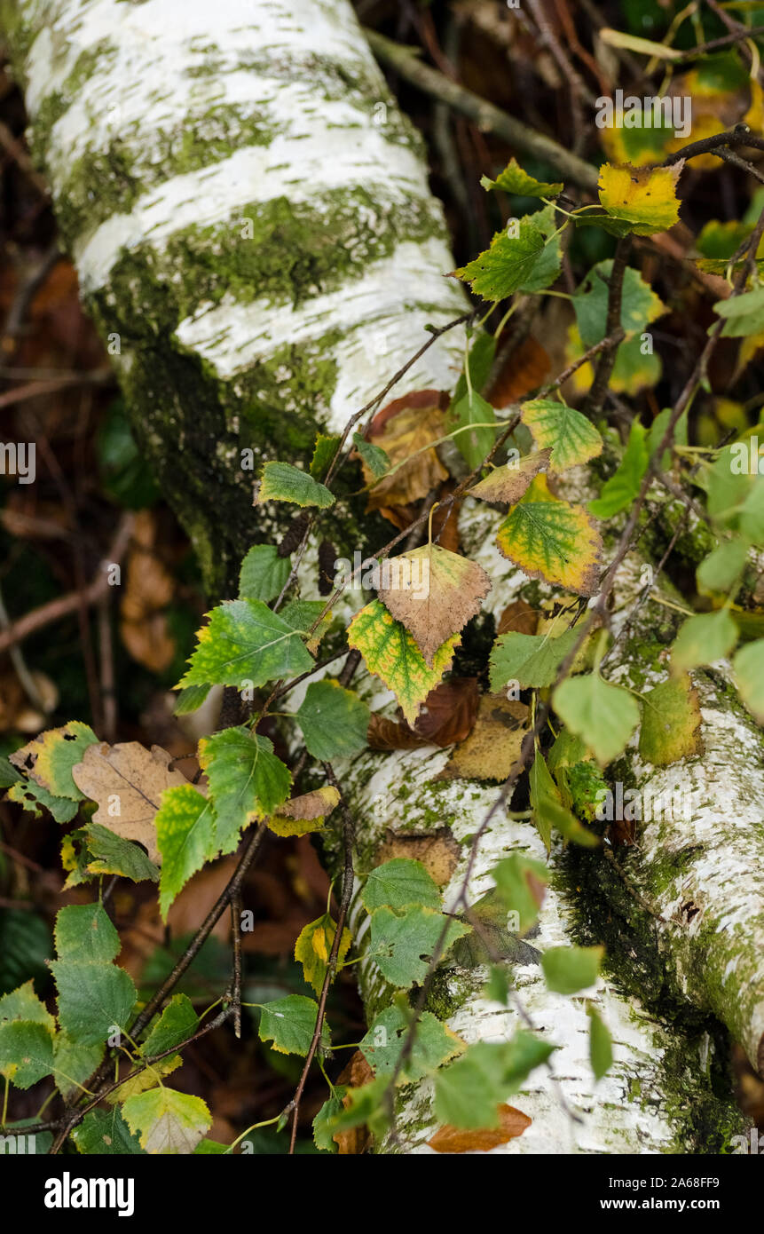 Close up of leaves of birch tree hi-res stock photography and images ...