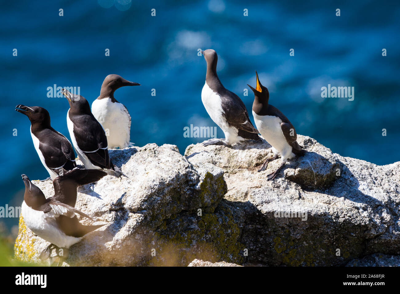 A group of razorbills call noisely on the western cliffs of Lundy Island, Bristol Channel Stock Photo