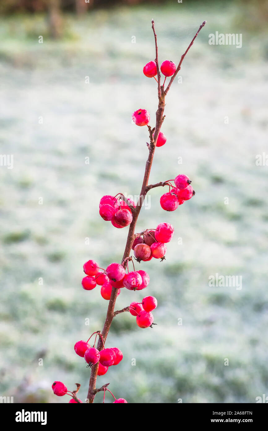 Colour in winter. Bright red fruit on a young ornamental crab apple tree frosted in winter-time Stock Photo