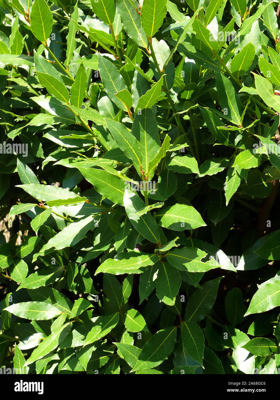 bay tree, bay laurel, sweet bay, true laurel, Grecian laurel, laurel ...