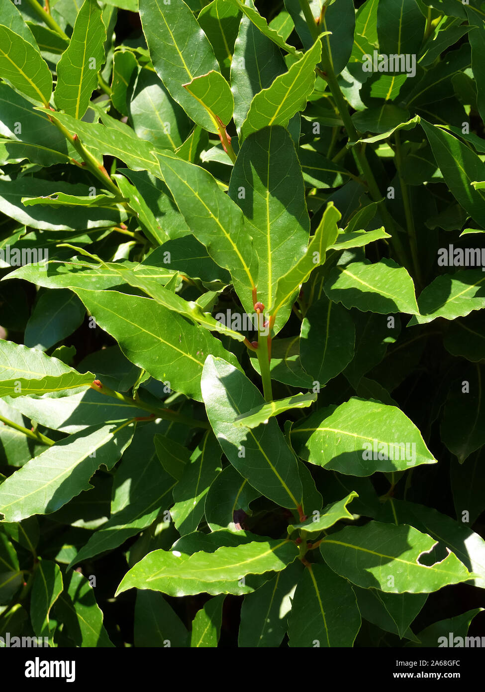 bay tree, bay laurel, sweet bay, true laurel, Grecian laurel, laurel