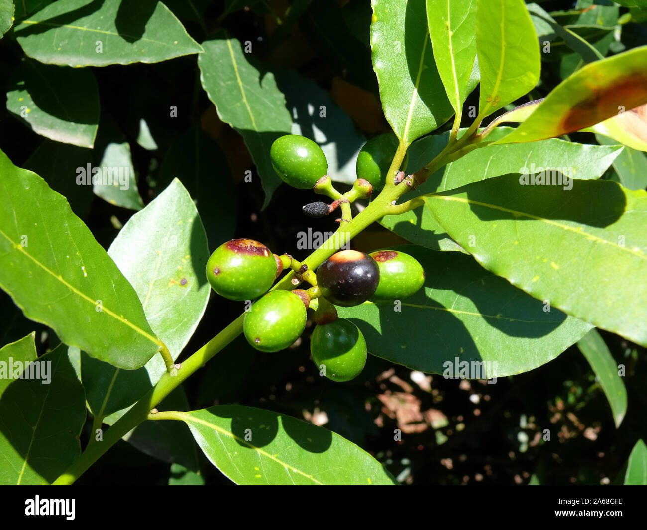 bay tree, bay laurel, sweet bay, true laurel, Grecian laurel, laurel