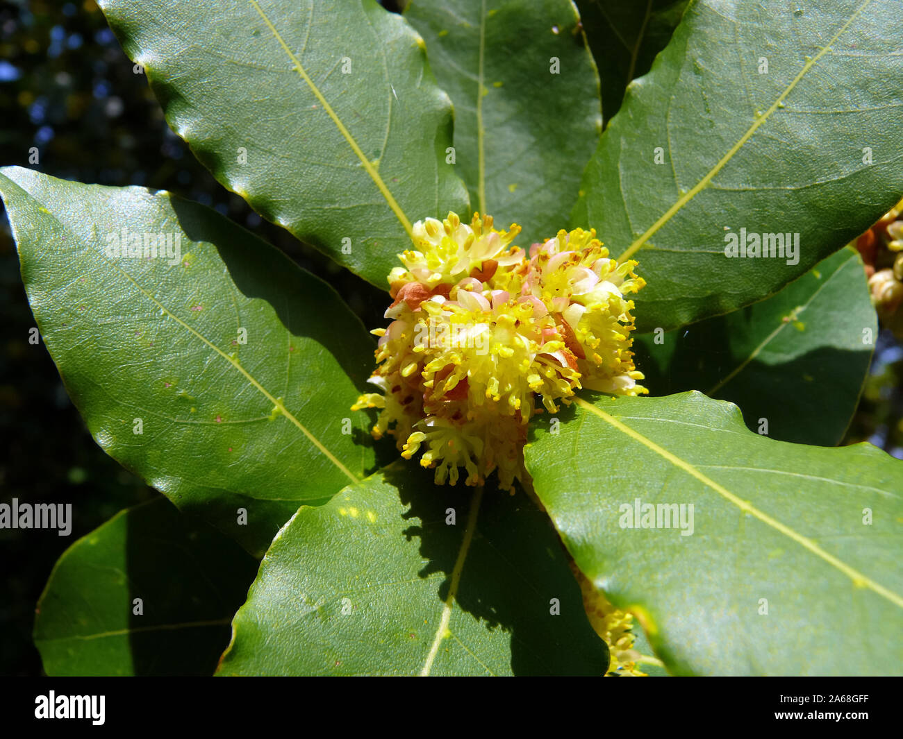 bay tree, bay laurel, sweet bay, true laurel, Grecian laurel, laurel ...