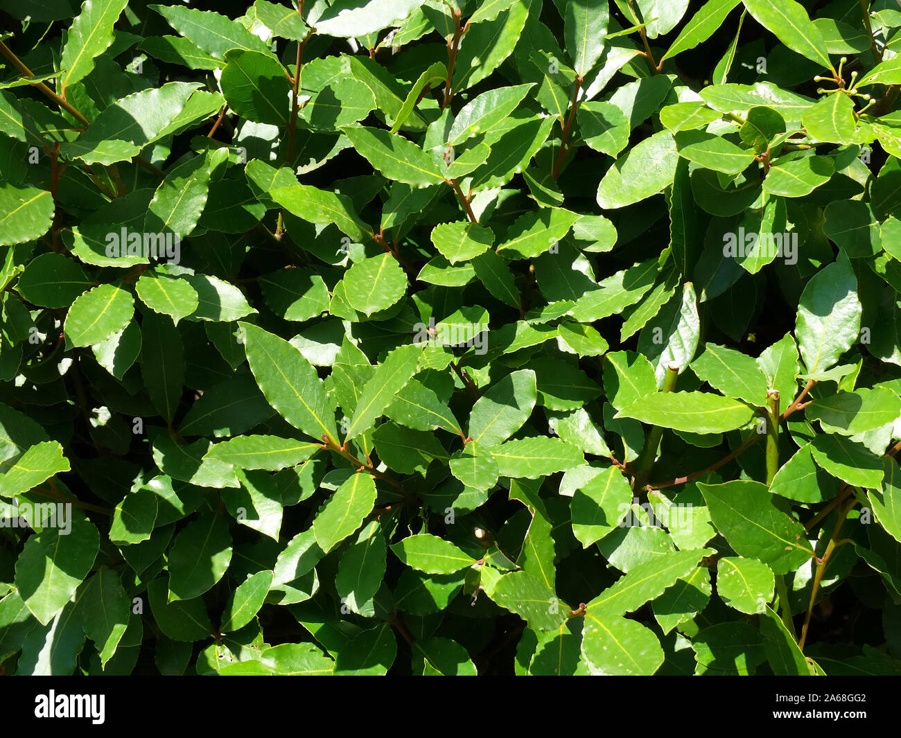 bay tree, bay laurel, sweet bay, true laurel, Grecian laurel, laurel