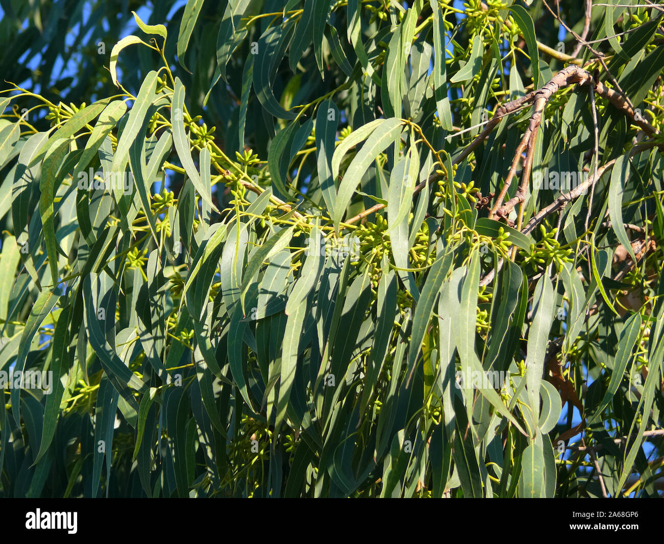 Eukalypte, Eucalyptus, eukaliptusz Stock Photo