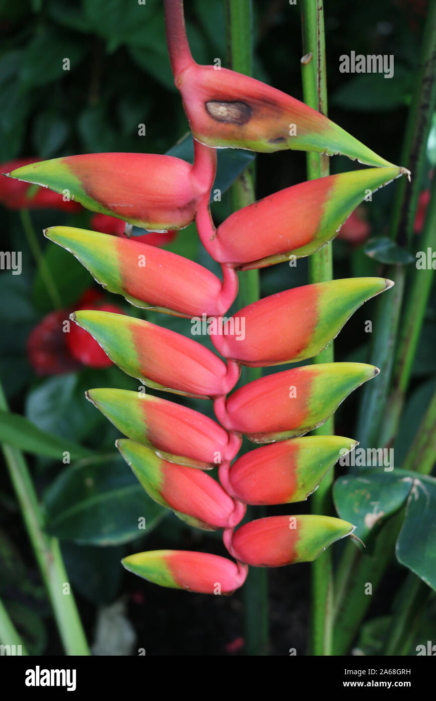 Hanging lobster claw, Heliconia rostrata, flower in red yellow and