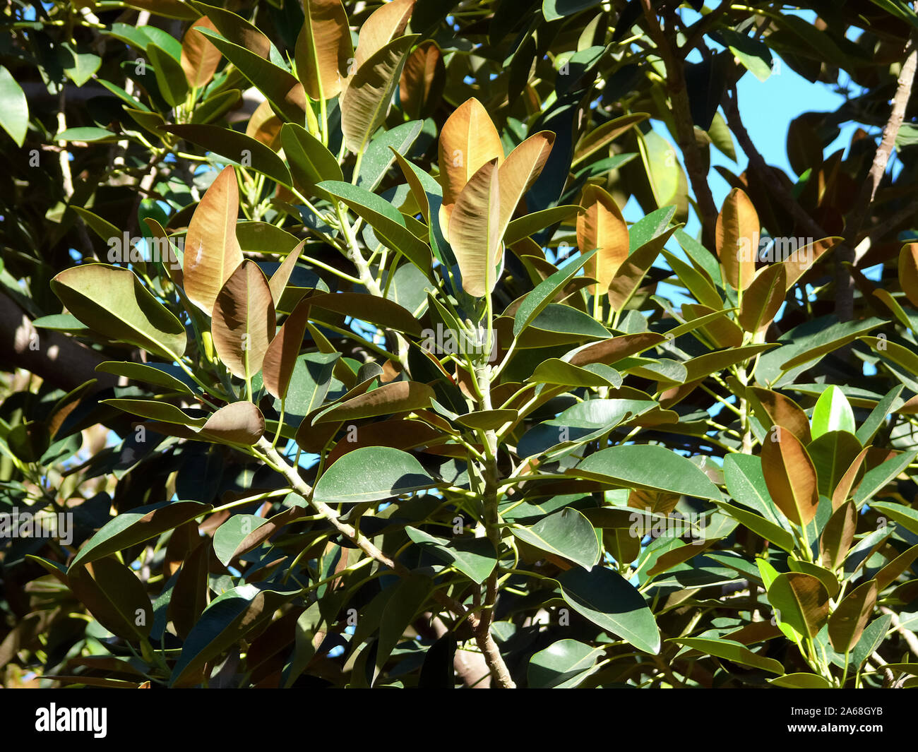 rubber fig, rubber bush, rubber tree, rubber plant, Gummibaum oder