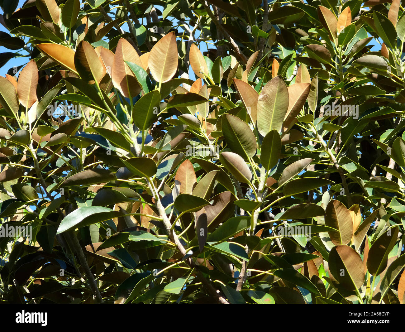 rubber fig, rubber bush, rubber tree, rubber plant, Gummibaum oder