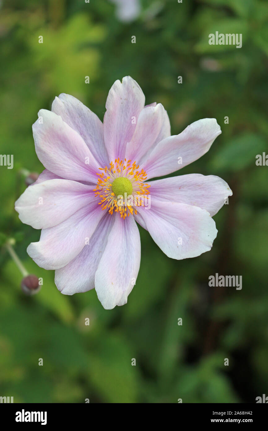 Pink Japanese Anemone, Anemone tomentosa, flower in the centre of the image with blurred buds and leaves in the background. Stock Photo