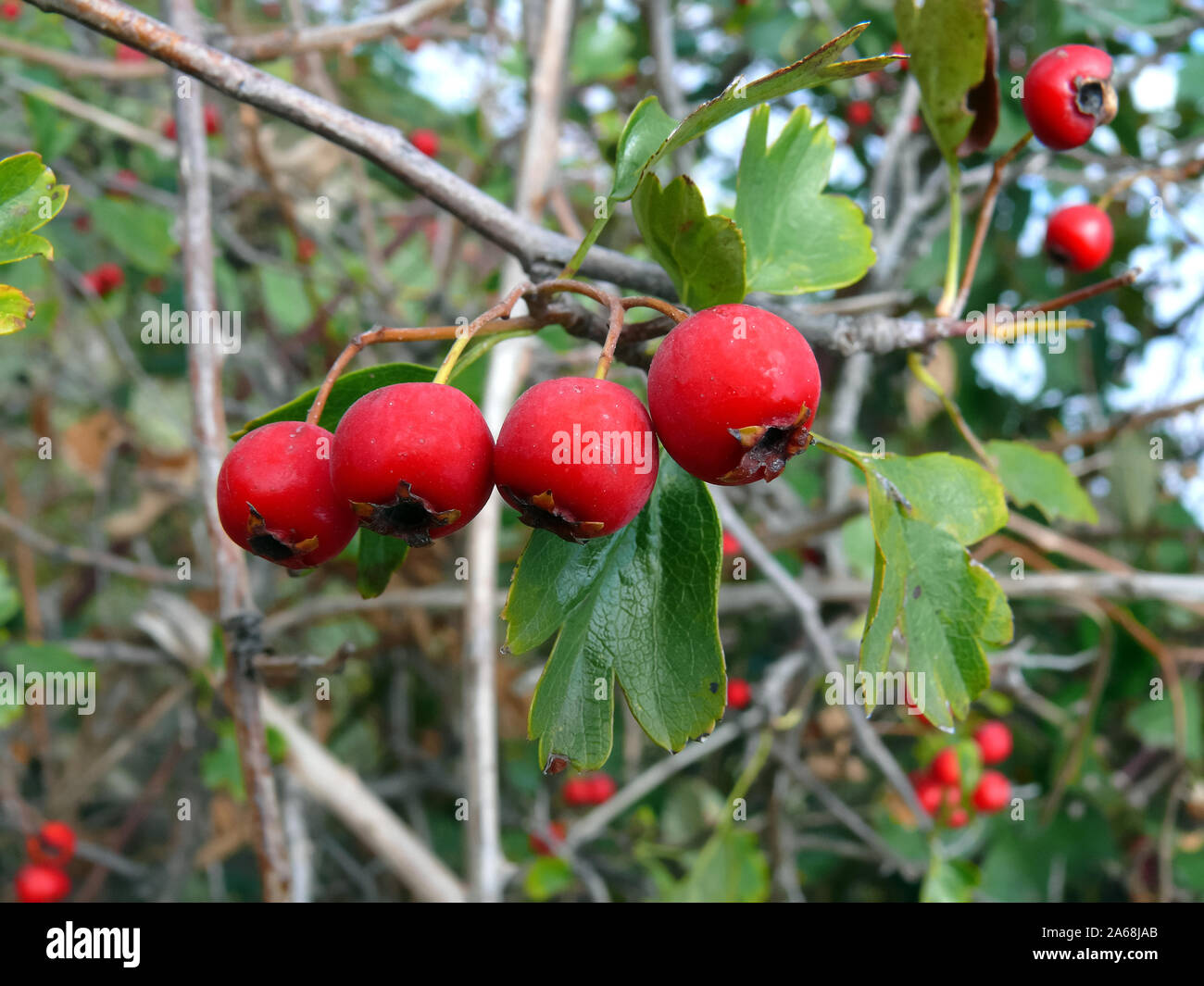 midland hawthorn, mayflower, Zweigriffeliger Weißdorn, Crataegus ...