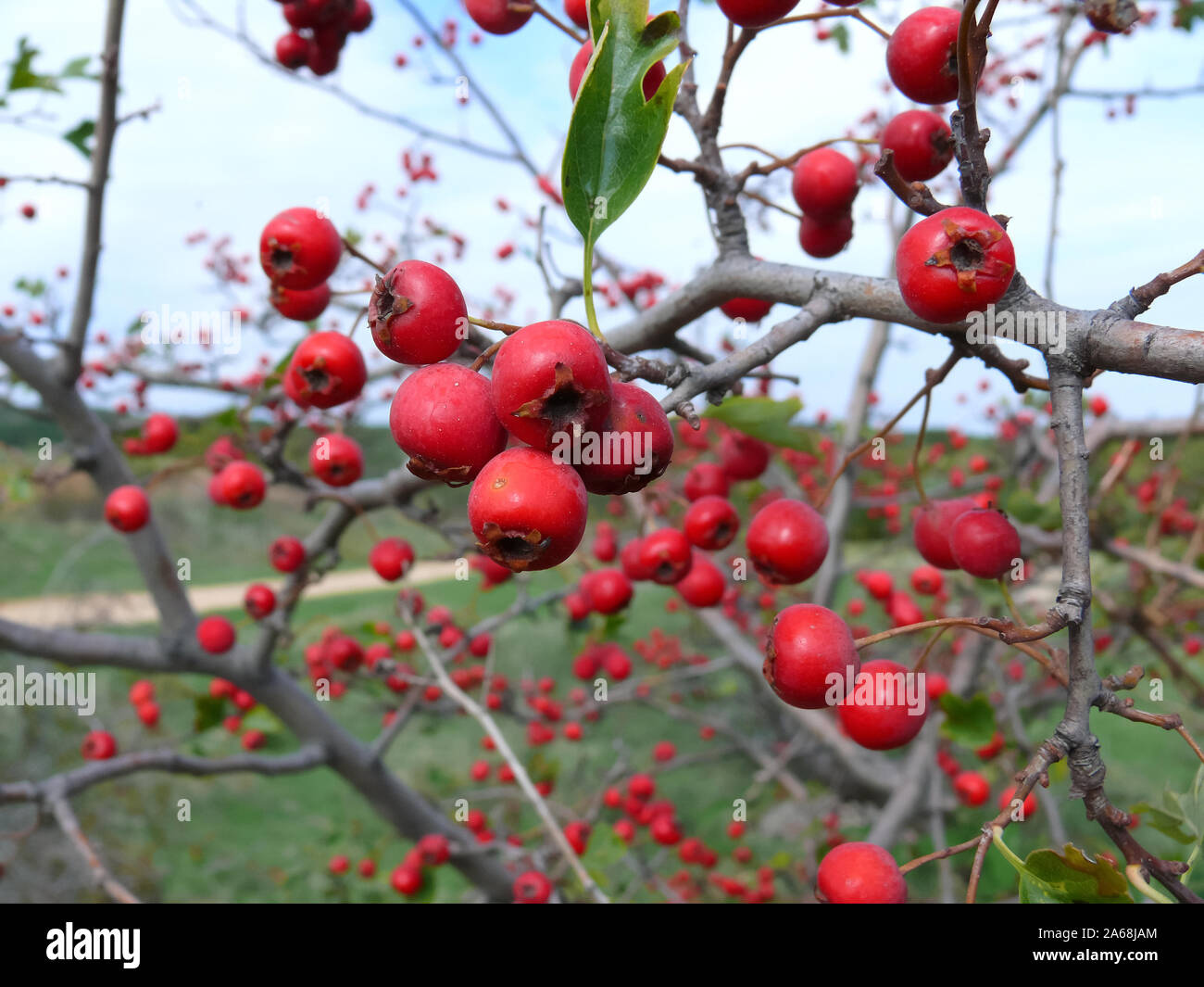 Midland Hawthorn Mayflower Zweigriffeliger Weissdorn Crataegus Laevigata Ketbibes Galagonya Stock Photo Alamy