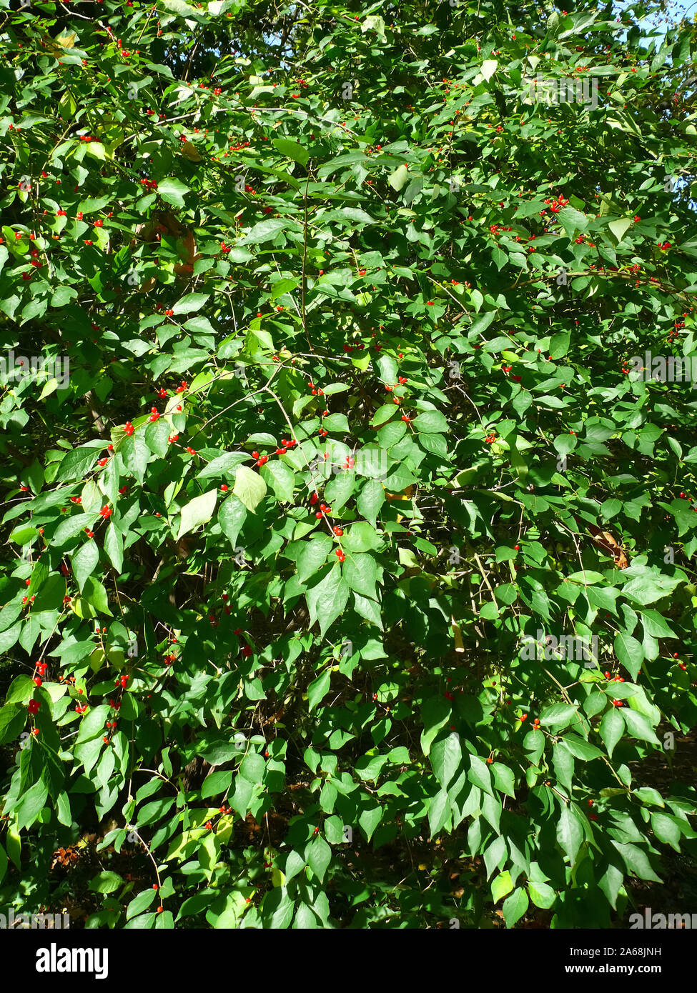 Honeysuckle, Heckenkirschen, Lonicera, lonc Stock Photo