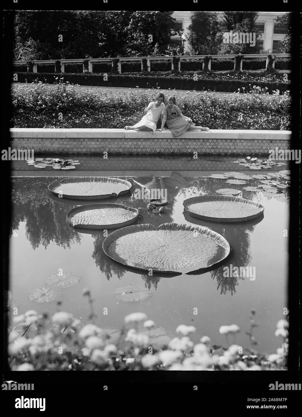 Lily in park pond Black and White Stock Photos & Images - Alamy