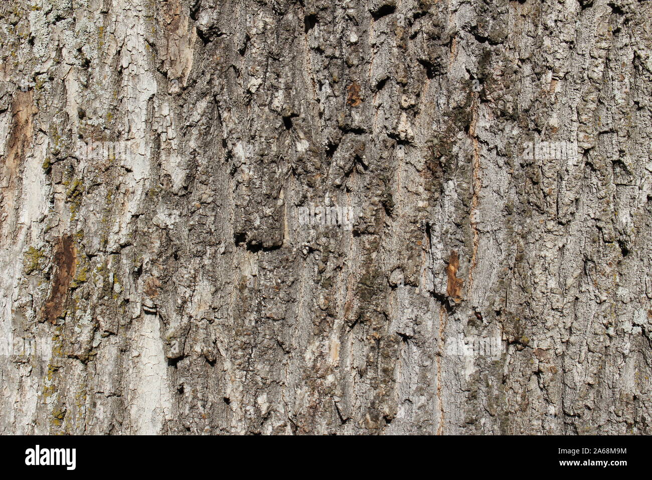 Abstract rough an detailed tree bark texture Stock Photo - Alamy