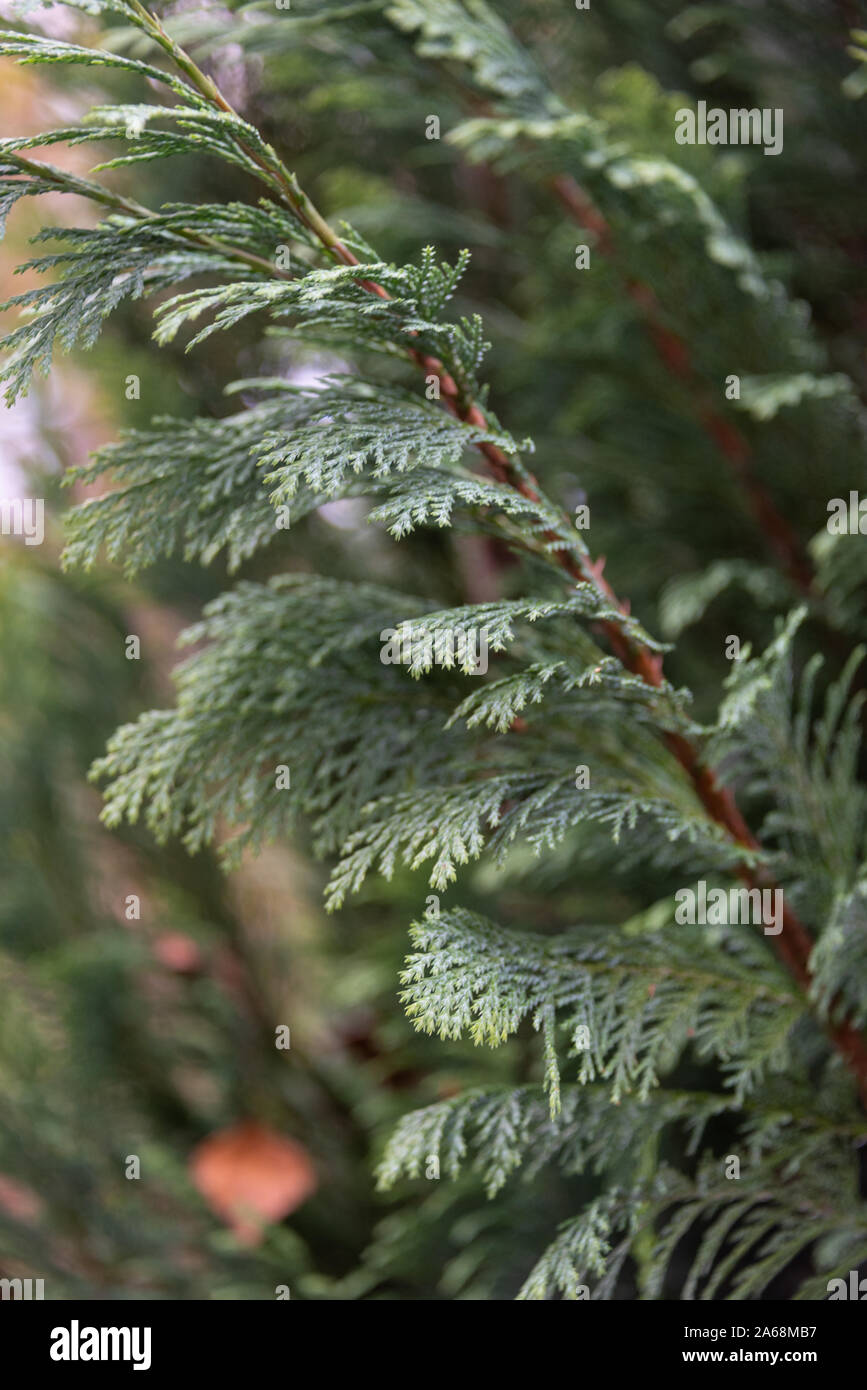 Thuja branch against the background of a blurred thuja bush. Thuja occidentalis is an evergreen conifer in the Cupressaceae cypress family. The plant Stock Photo