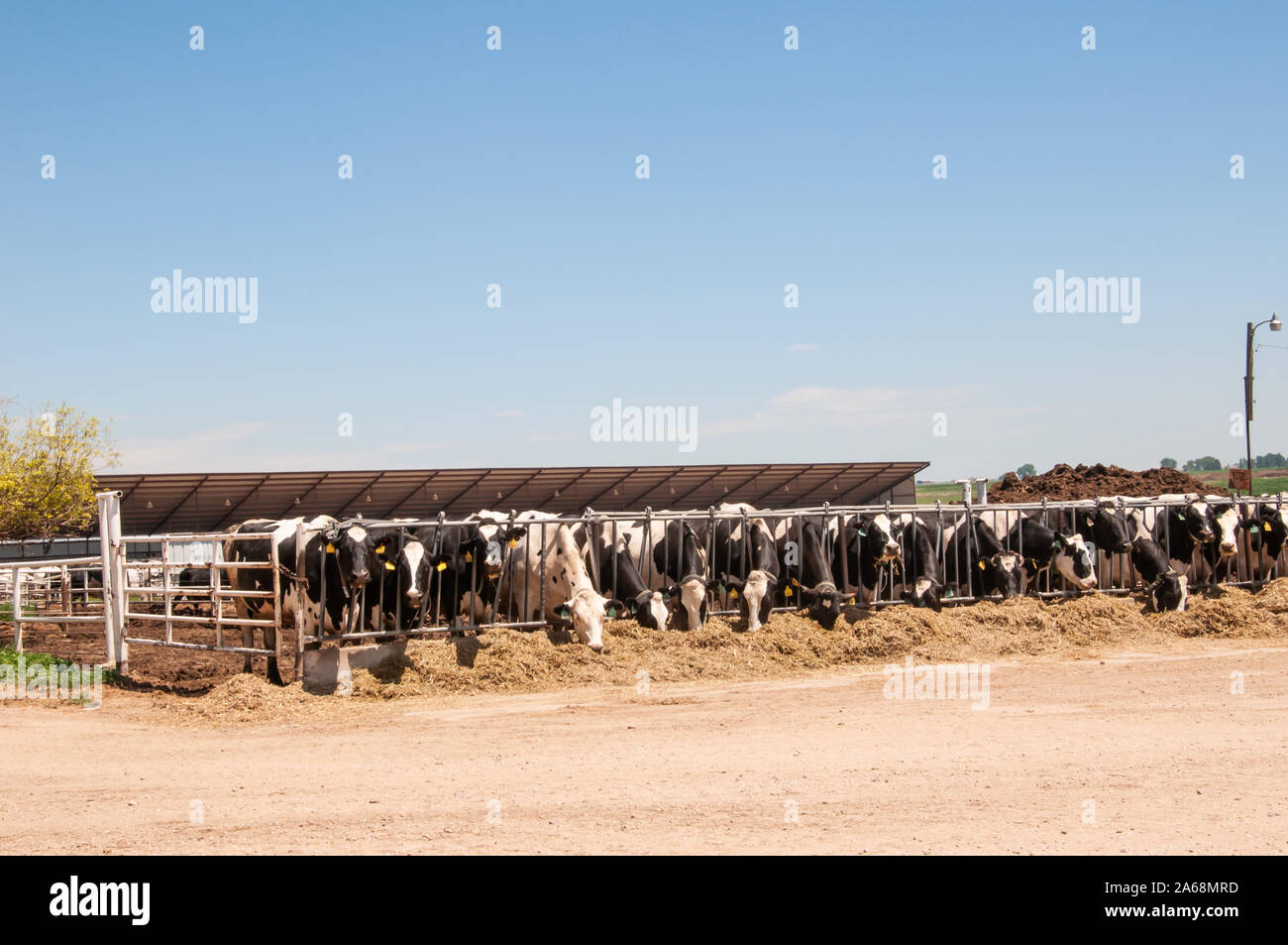 Feeding time for the milk cows on a dairy farm Stock Photo - Alamy
