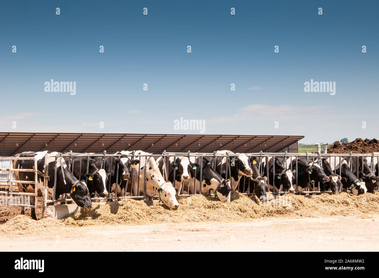 Feeding time for the milk cows on a dairy farm Stock Photo - Alamy