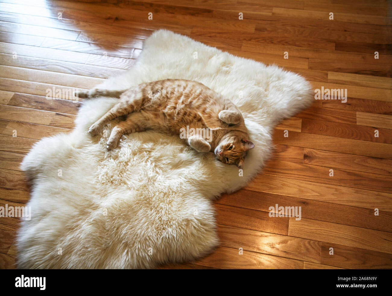 Orange ginger tabby cat on a sheepskin rug, humour, New Jersey, USA, cute kitten happy funny animals domestic cats lazy cute funny kittens animals Stock Photo