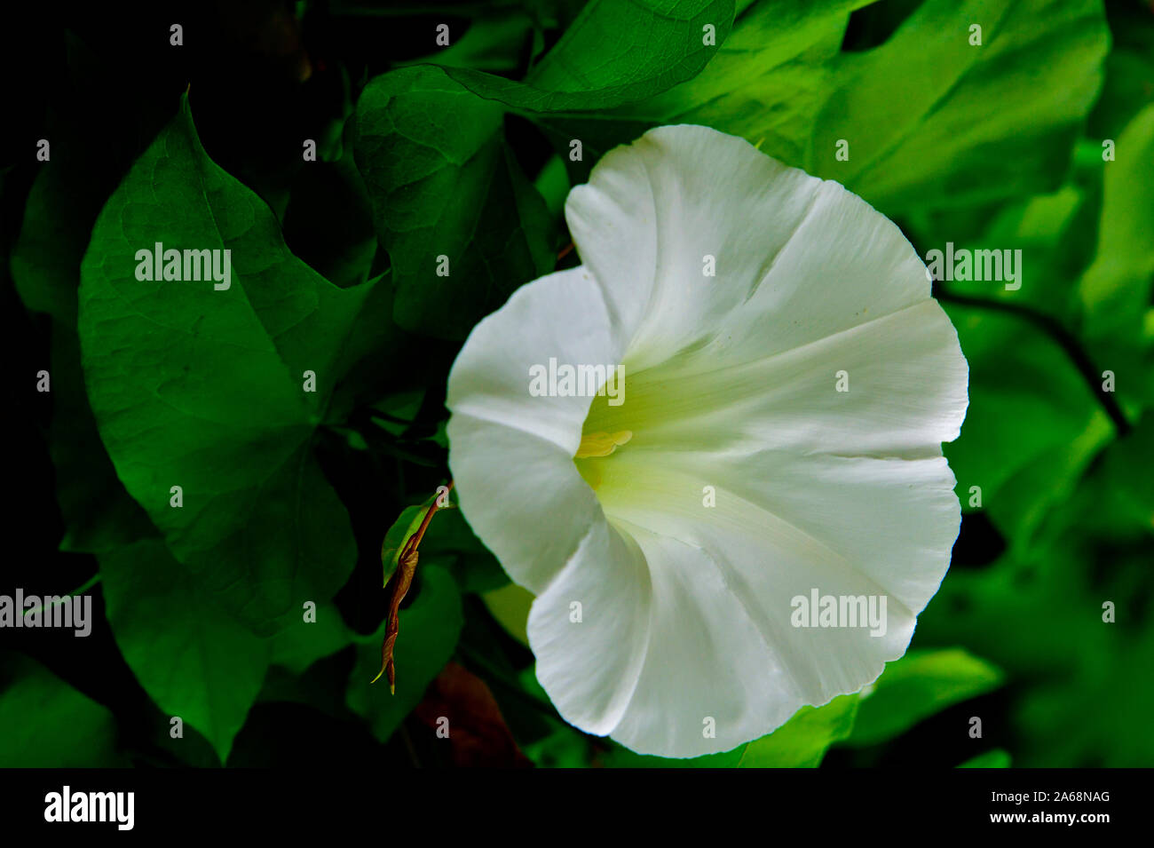 A wild Hedge Bindweed  'Calystegia sepium', growing a beautiful white flower on a vine in rural British Columbia Canada. Stock Photo