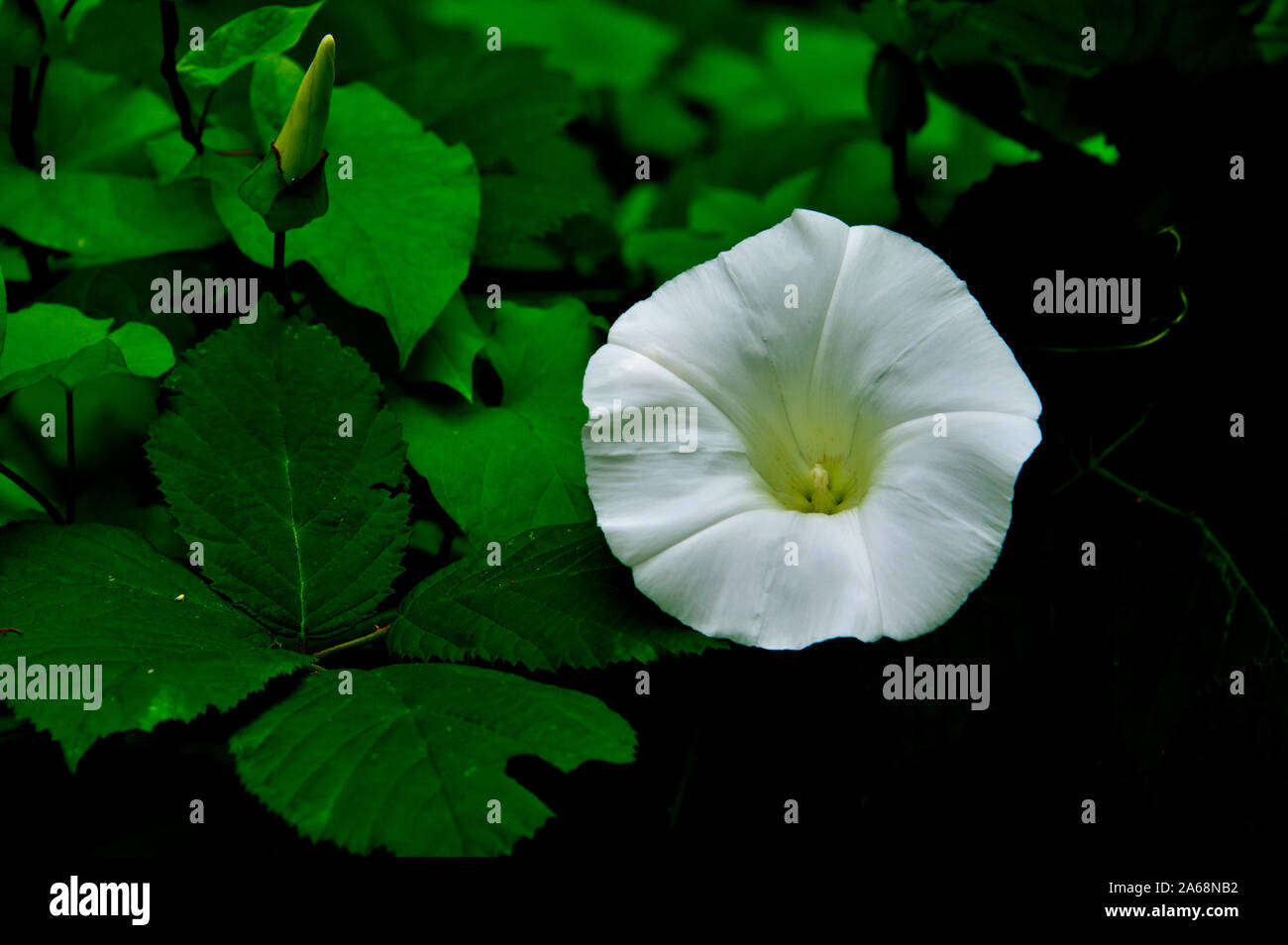 A wild Hedge Bindweed growing a beautiful white flower on a leafy green vine in British Columbia Canada. Stock Photo