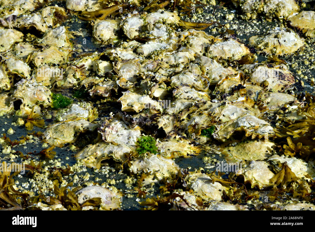 Living shoreline oyster bed hires stock photography and images Alamy