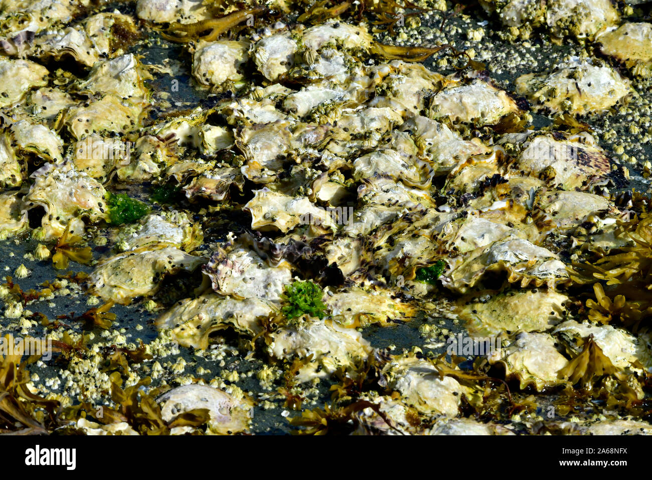A bed of wild oysters clinging to a rocky shore on Vancouver Island British Columbia Canada Stock Photo