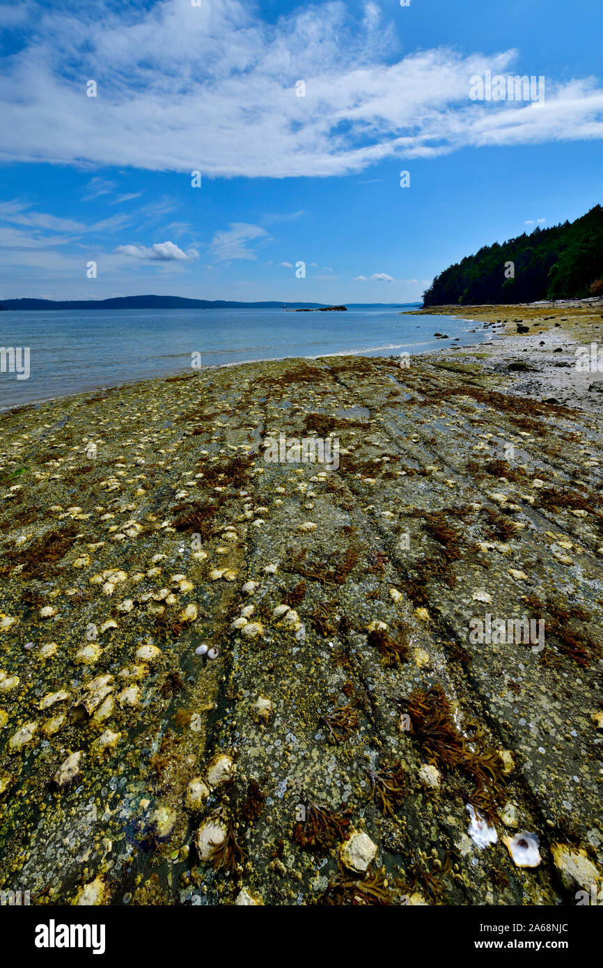 A vertical landscape image showing a rocky shore with young oysters clinging to the surface of the soft rock. Stock Photo