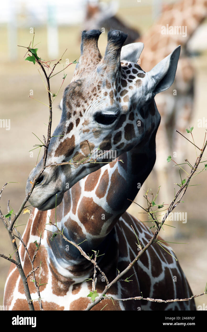 A Reticulated Giraffe, Giraffa camelopardalis, feeding. Cape May County Zoo, New Jersey, USA Stock Photo