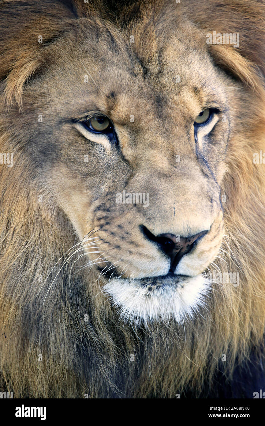 Portrait of a male African Lion at the Cape May County Park and Zoo. New Jersey. USA Stock Photo