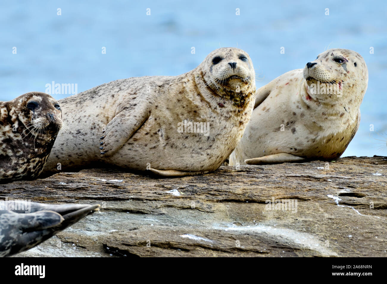 A herd of harbour seals (Phoca vitulina);  lay basking in the warm sunlight on a rocky island beach near Vancouver Island British Columbia Canada Stock Photo