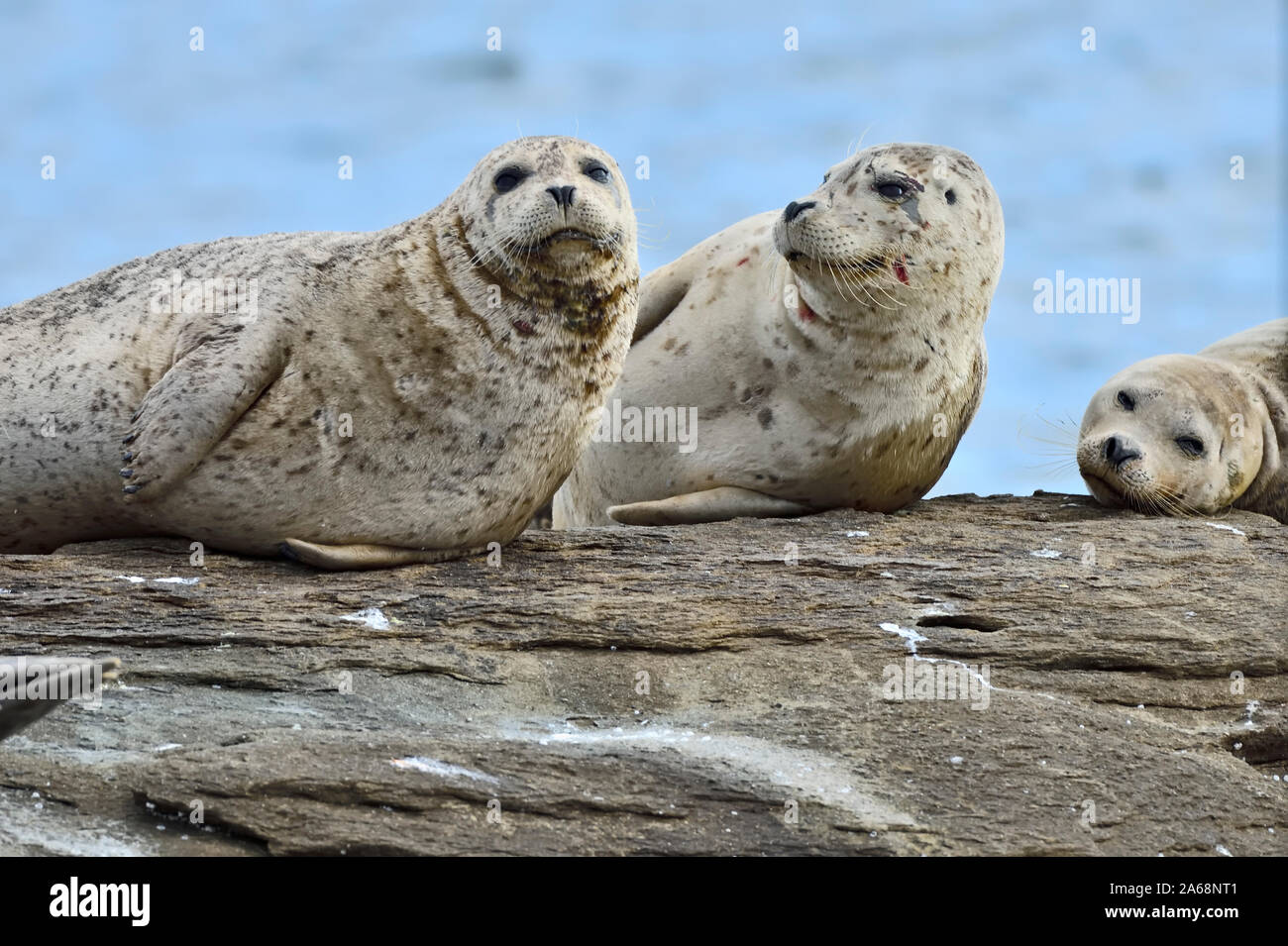 A herd of harbour seals (Phoca vitulina);  lay basking in the warm sunlight on a rocky island beach near Vancouver Island British Columbia Canada Stock Photo