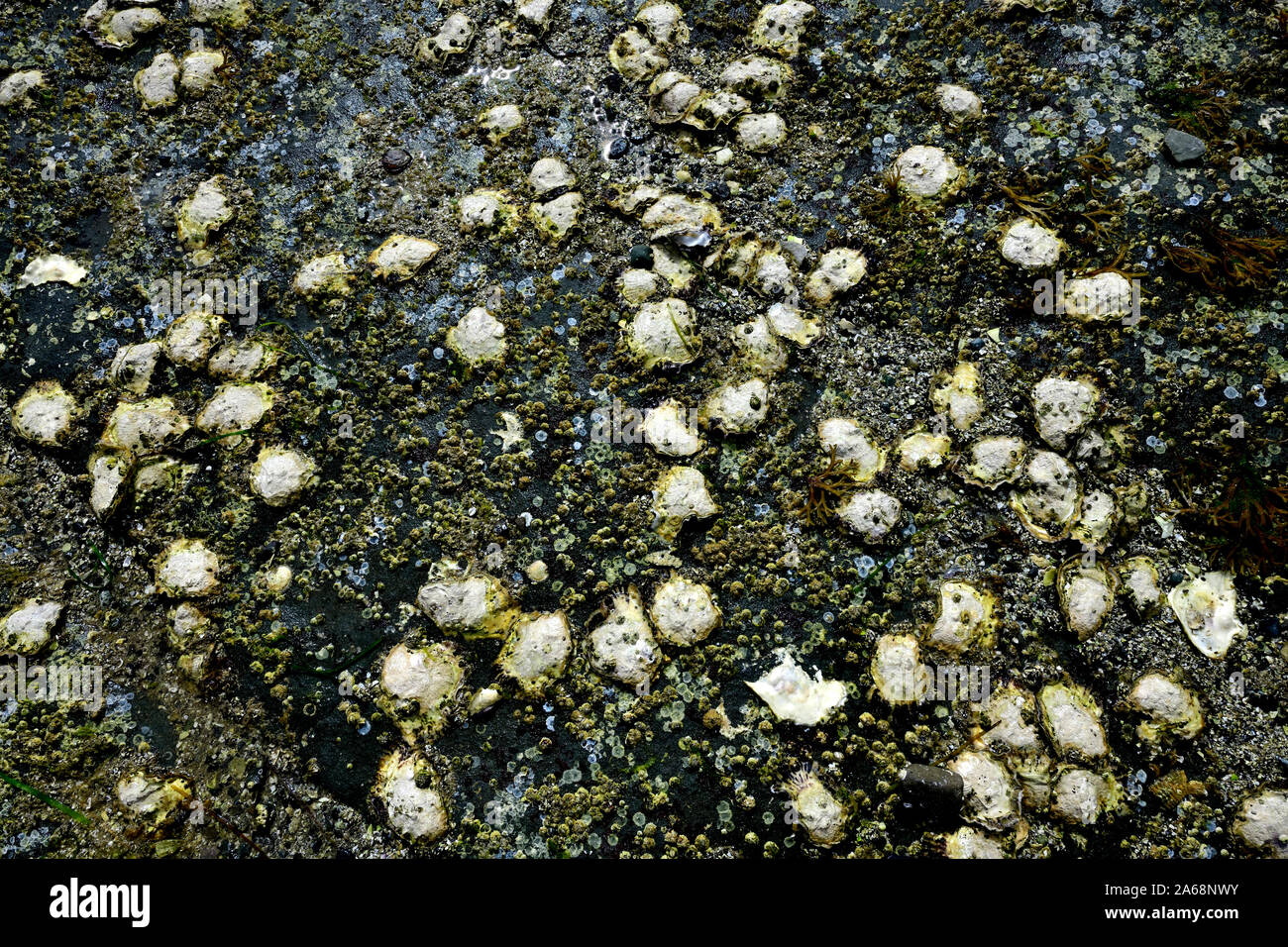 A bed of wild oysters clinging to a rocky shore on Vancouver Island British Columbia Canada Stock Photo