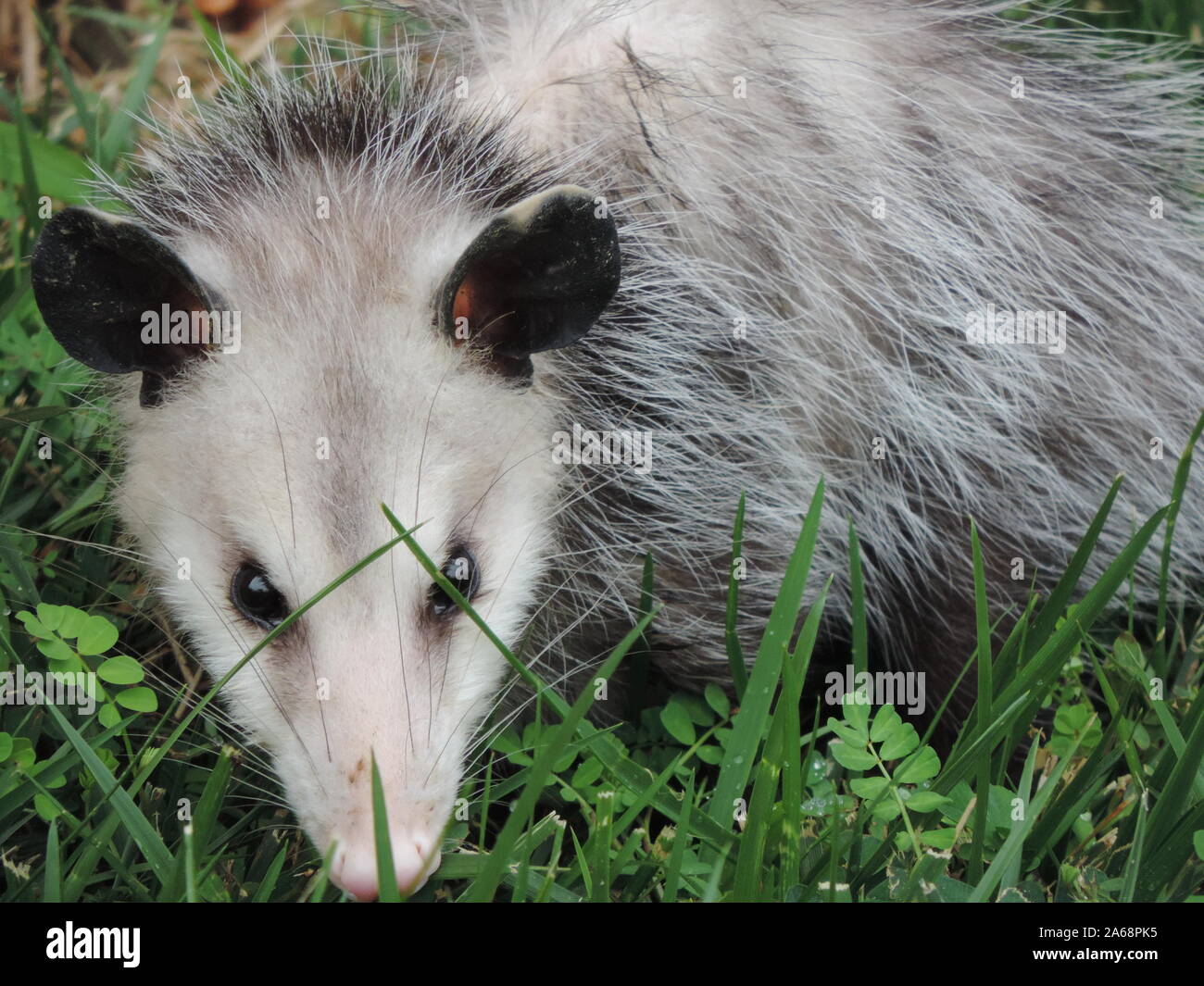Opossum My 'Possum Stock Photo Alamy