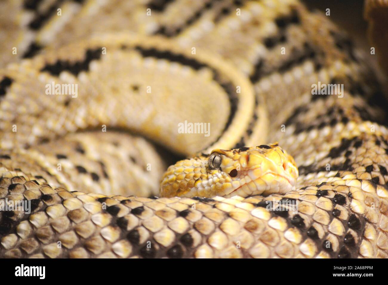one beautiful and poisonous snake coiled Stock Photo