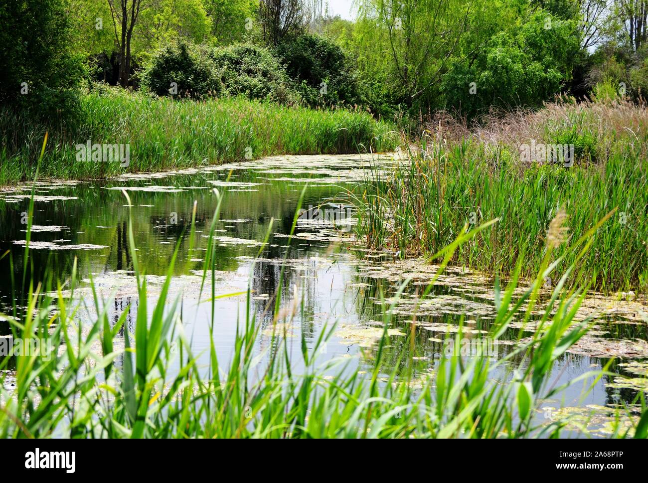 Green plants in swamp hi-res stock photography and images - Alamy
