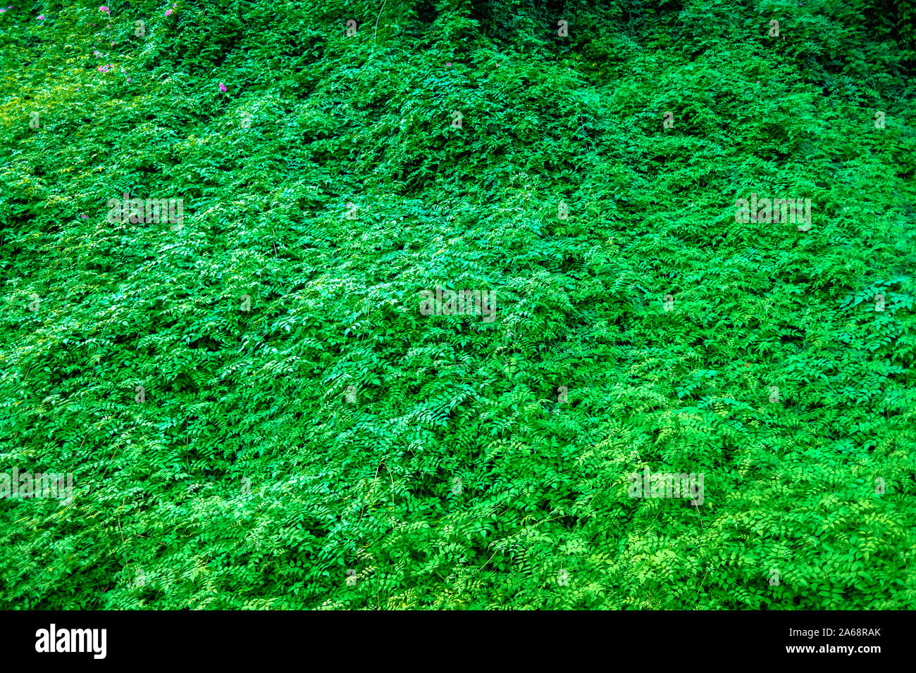 Green leafy plant wall hi-res stock photography and images - Alamy