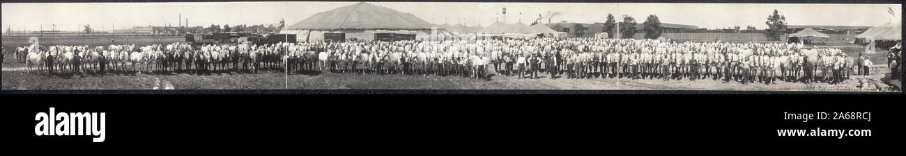 Work horses of Ringling Bros. Circus; Stock Photo