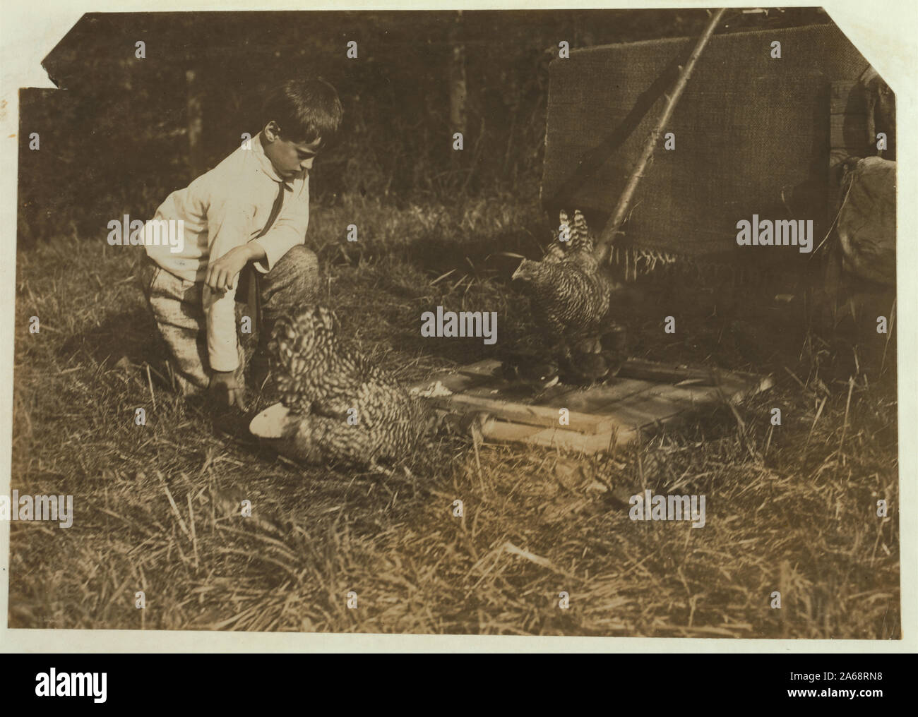 Work that Educates.Twelveyear old boy tending chickens with his father