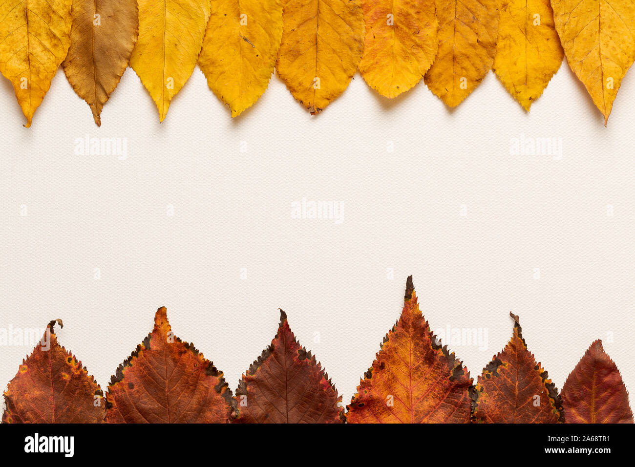 Top view of a single autumn leaf on a white canvas background Stock ...