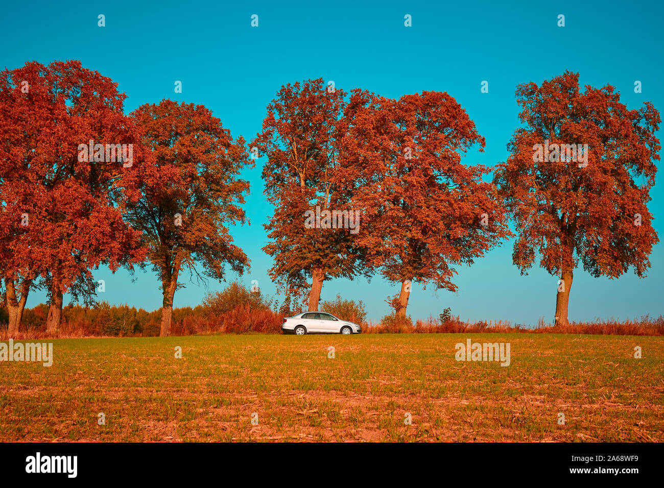Car on asphalt road on autumn trees Stock Photo - Alamy